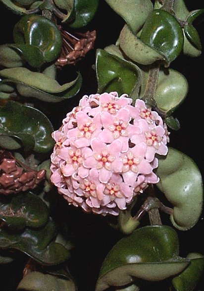 Hoya Carnosa